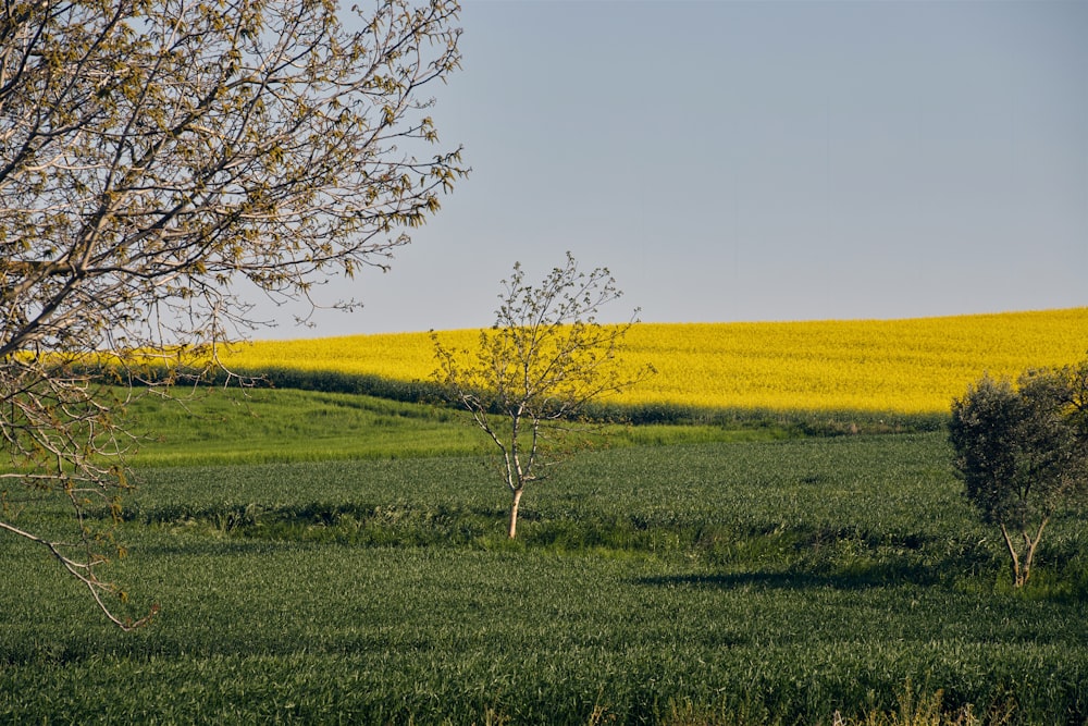 a lone tree in the middle of a green field