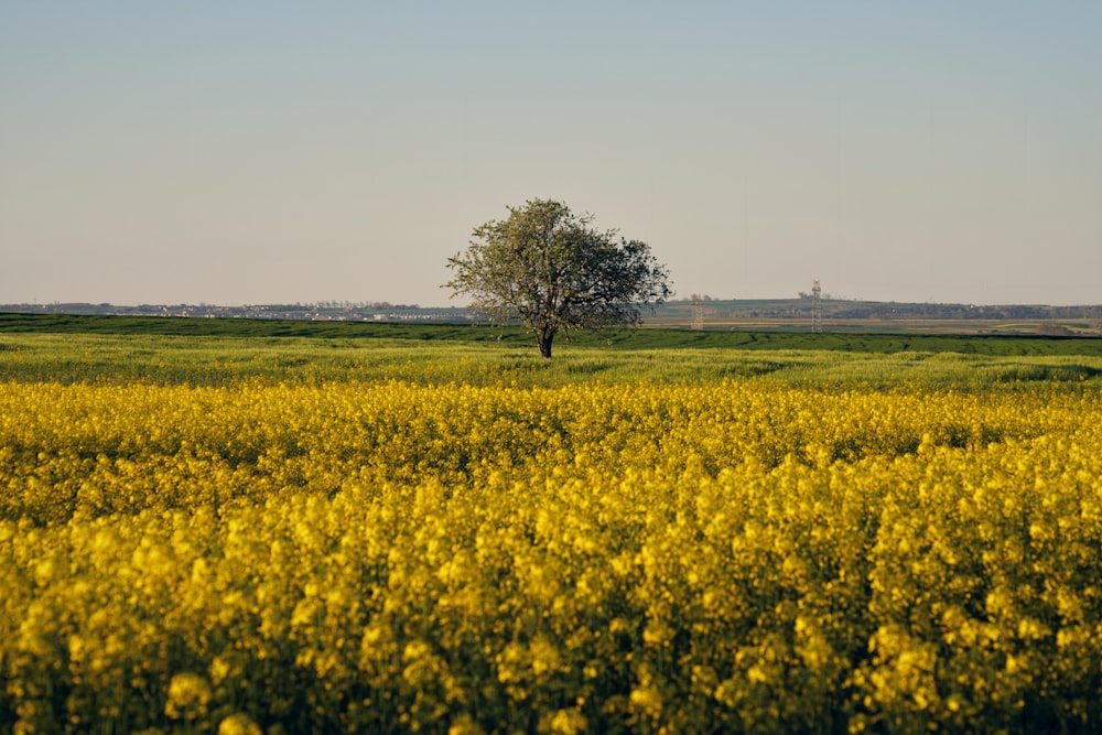 a lone tree in a field of yellow flowers
