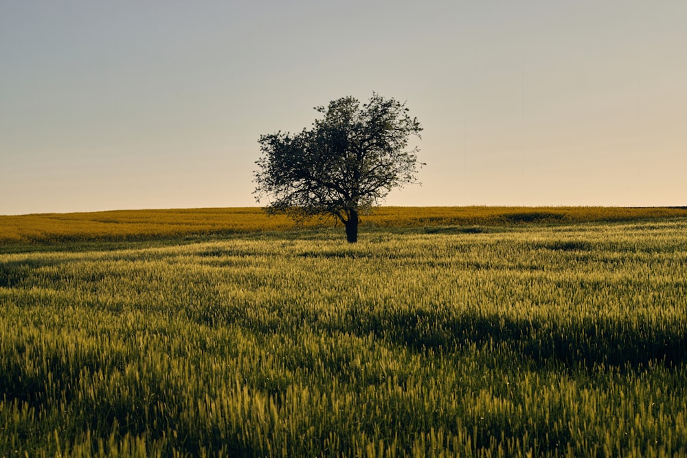 a lone tree in a field of green grass