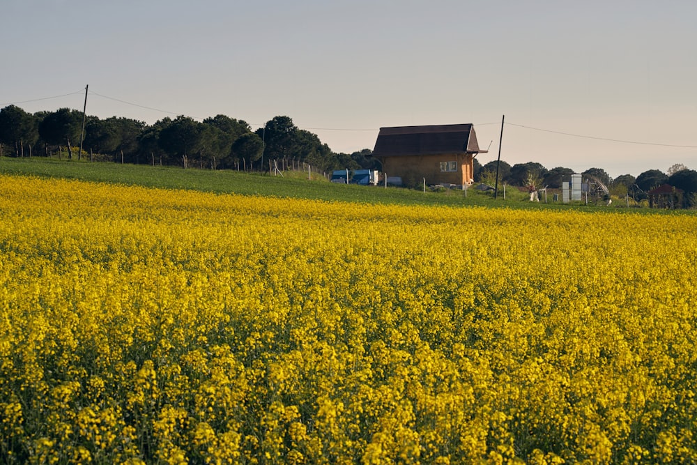 a field of yellow flowers with a house in the background