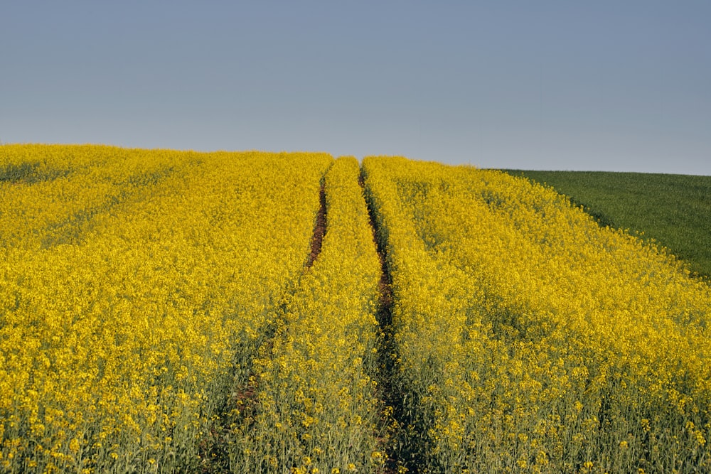 a field of yellow flowers with a blue sky in the background