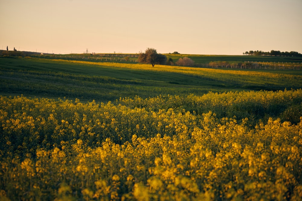 a field of yellow flowers with a lone tree in the distance