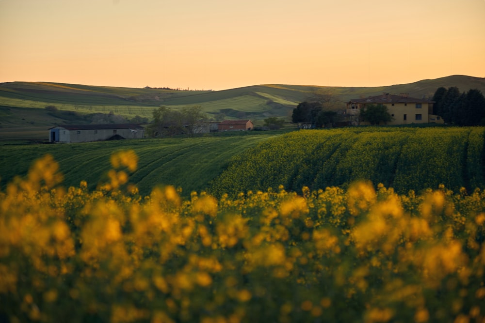 a field of yellow flowers with a house in the distance