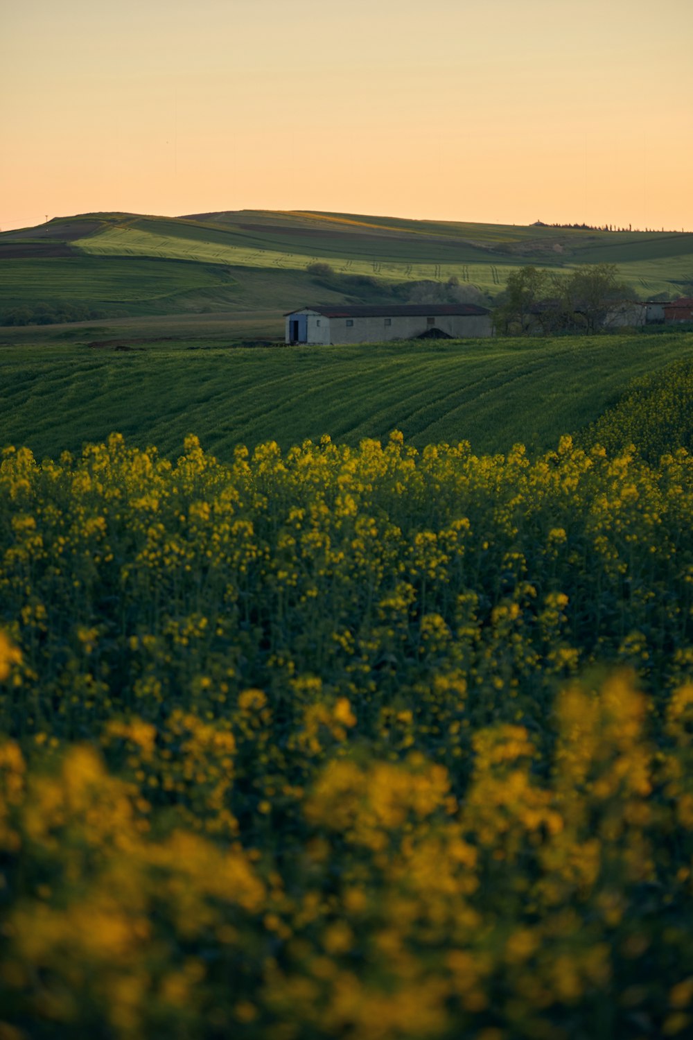 a field of yellow flowers with a barn in the distance