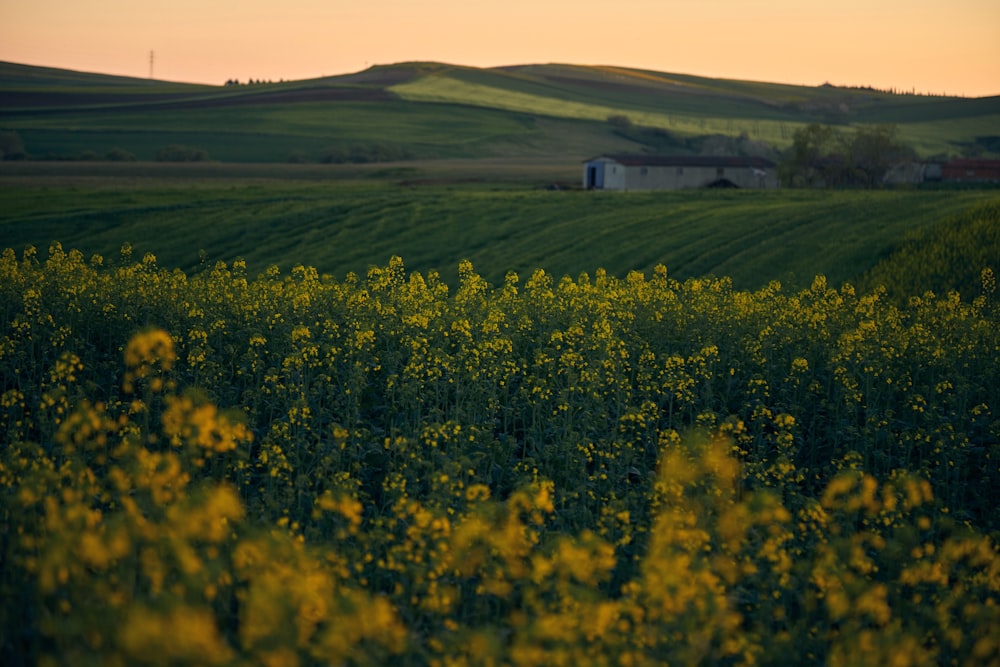 a field of yellow flowers with a barn in the distance