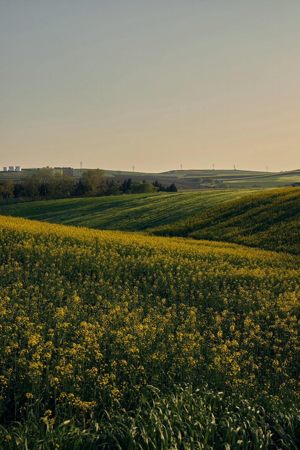a large field of yellow flowers in the distance