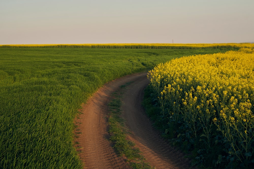 a dirt road going through a field of yellow flowers