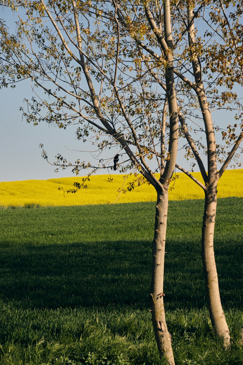 a couple of trees that are in the grass