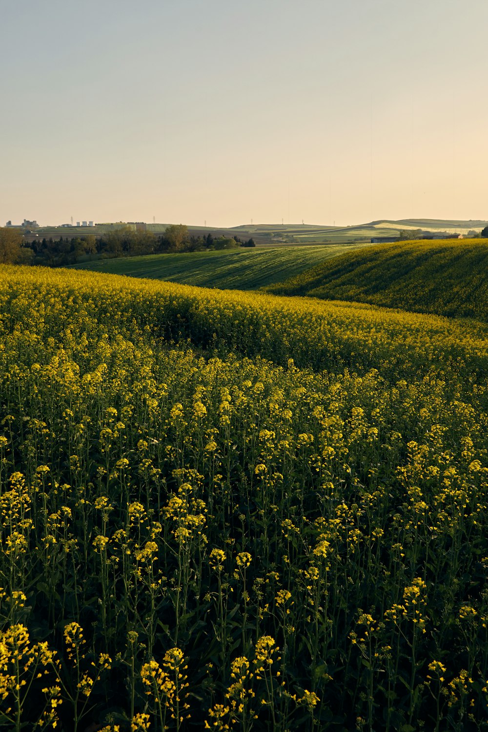 a field full of yellow flowers with a blue sky in the background