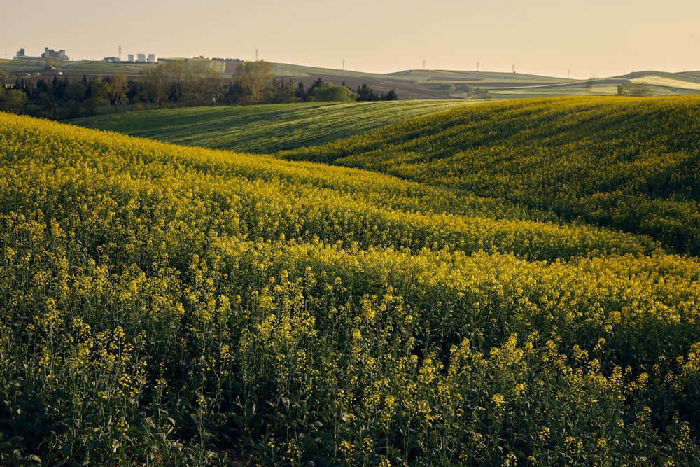 a field of yellow flowers in the distance