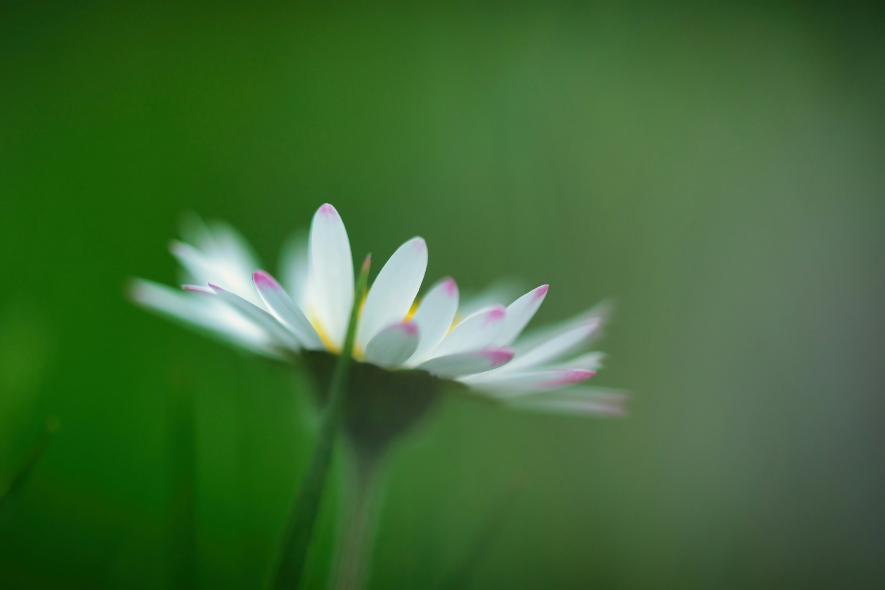 Photo by herr_bischoff