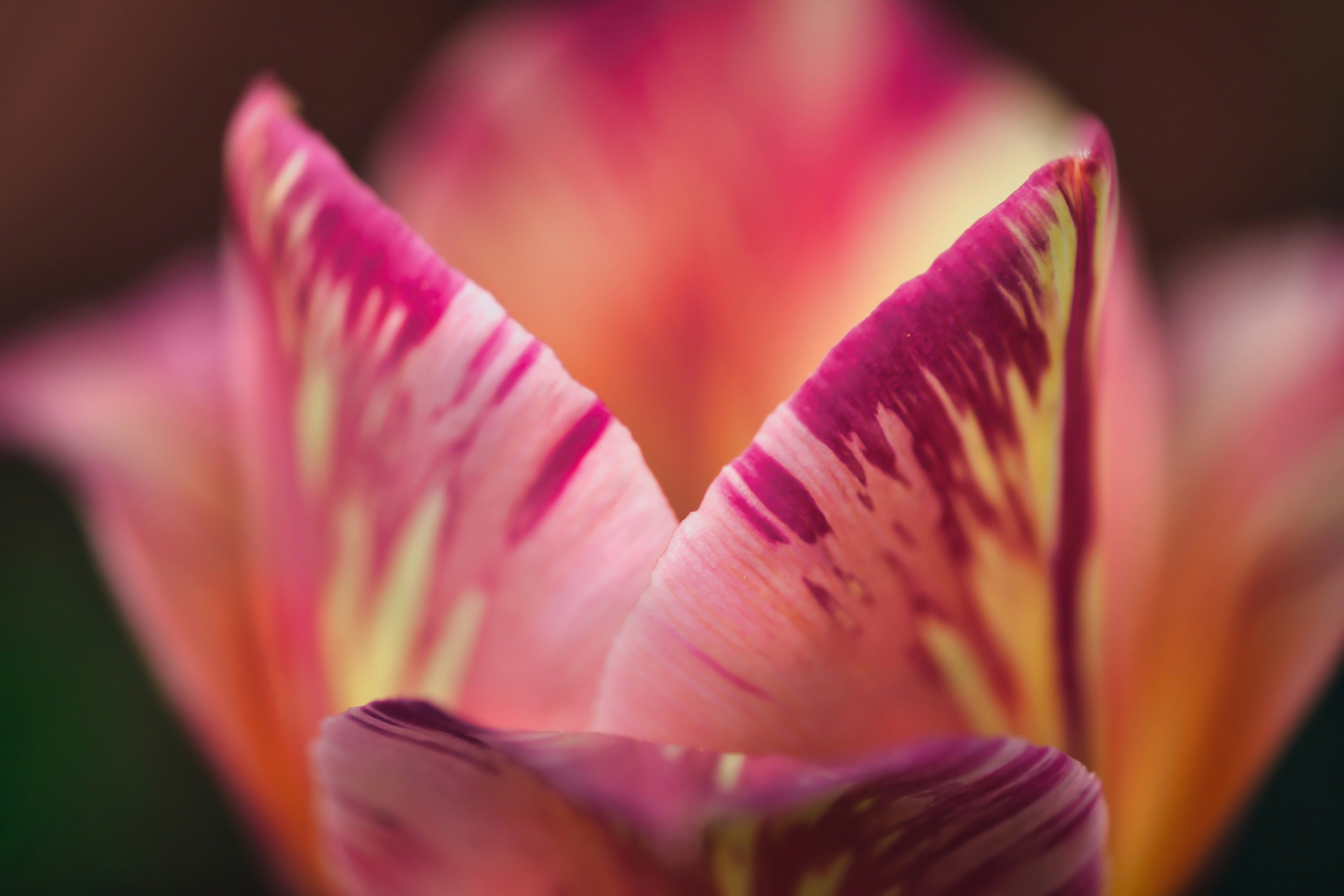 a close up of a pink and yellow flower