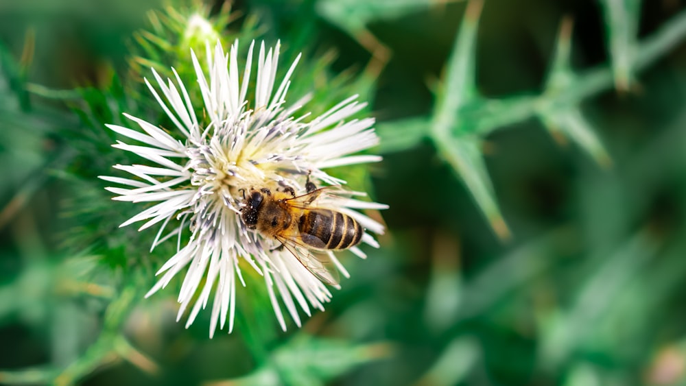 a close up of a flower with a bee on it