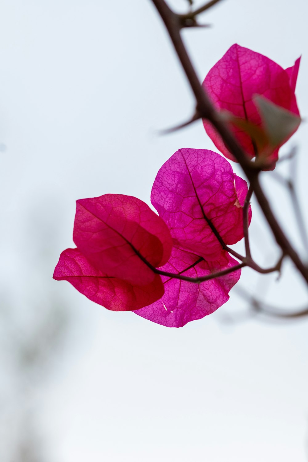 a branch with some pink flowers on it