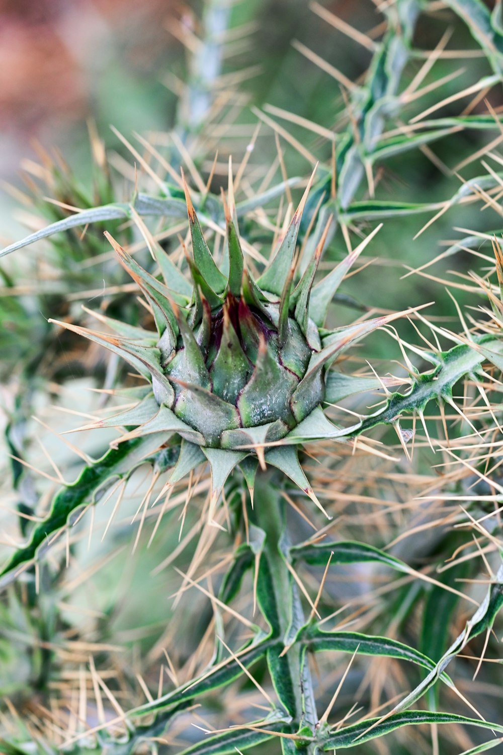 a close up of a cactus plant with lots of leaves