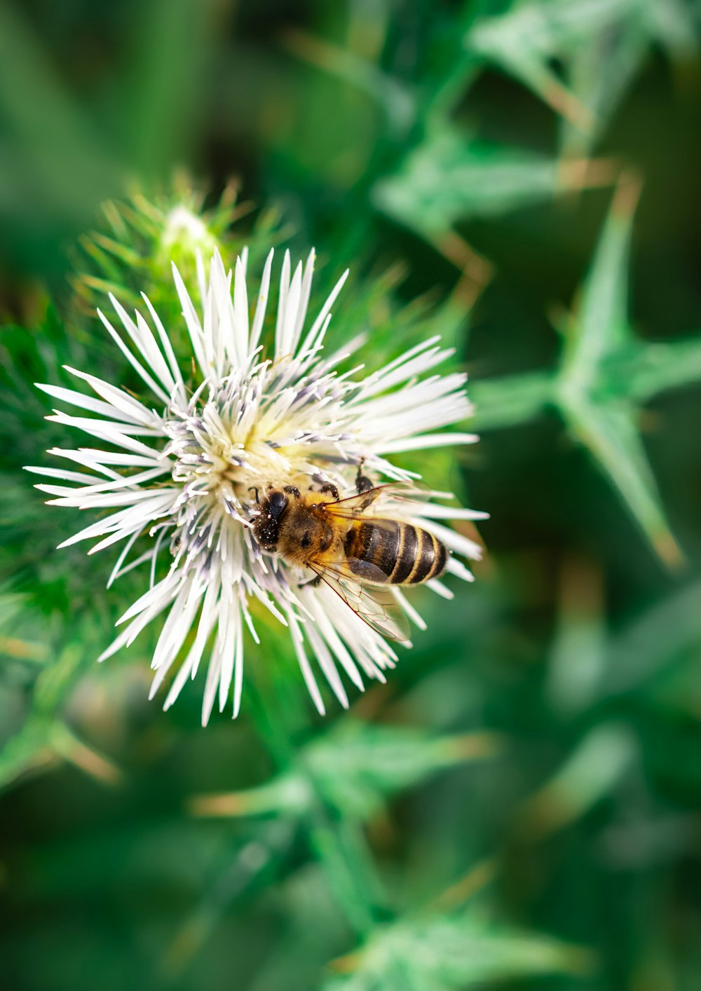 eine Nahaufnahme einer Blume mit einer Biene darauf
