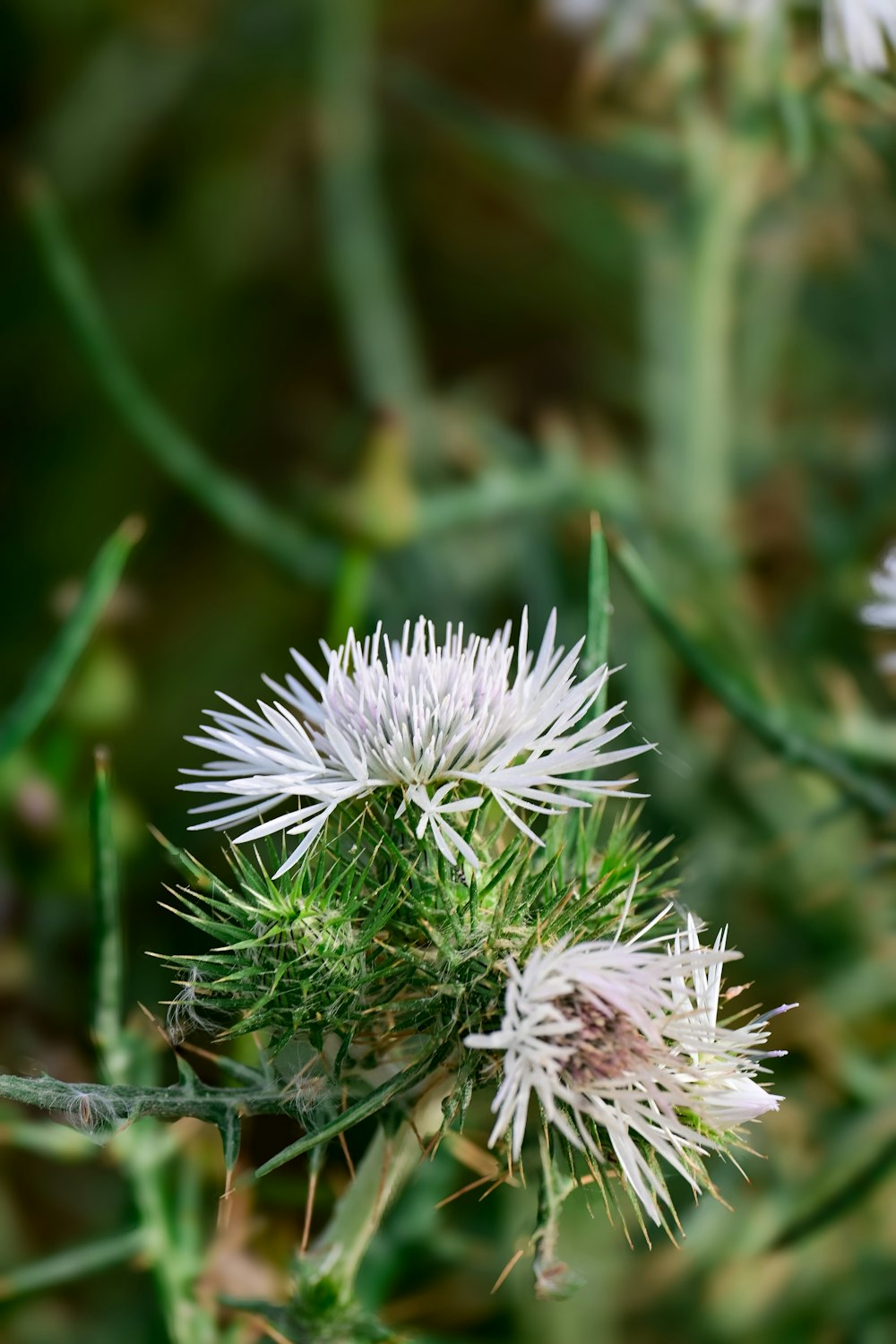 a close up of a plant with white flowers