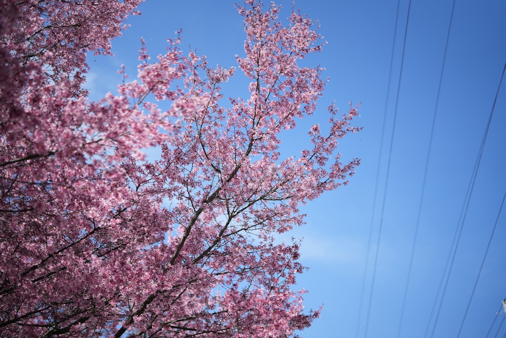a tree with pink flowers and power lines in the background