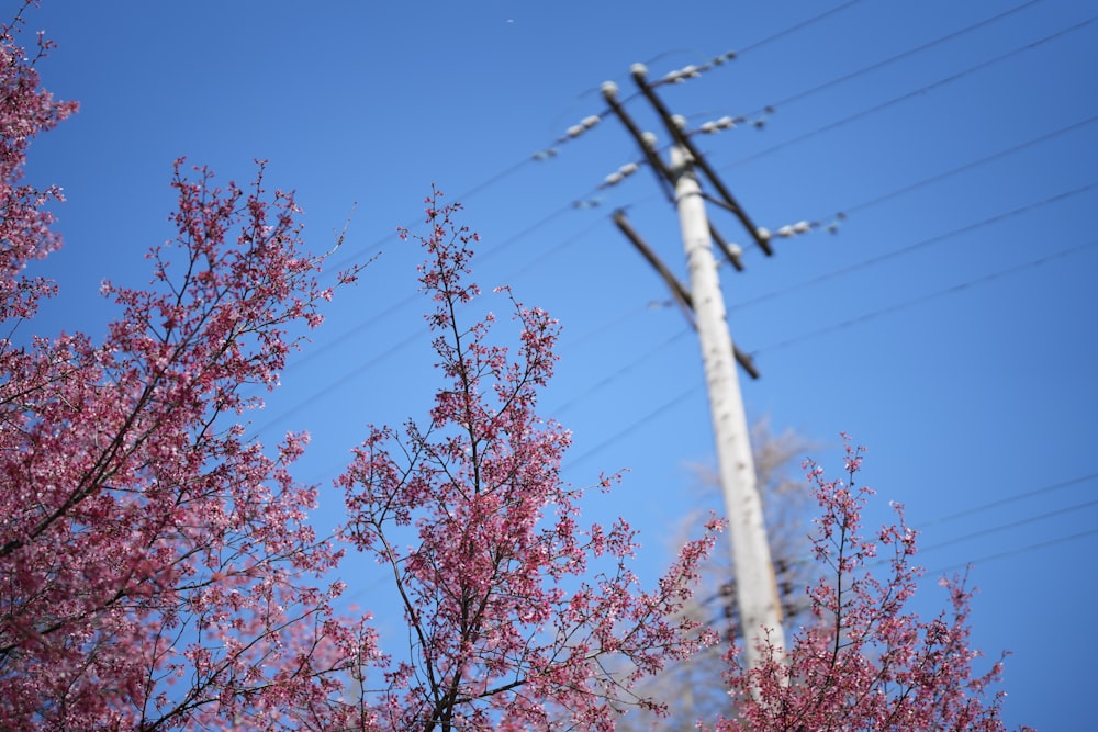 a telephone pole and some pink flowers on a sunny day
