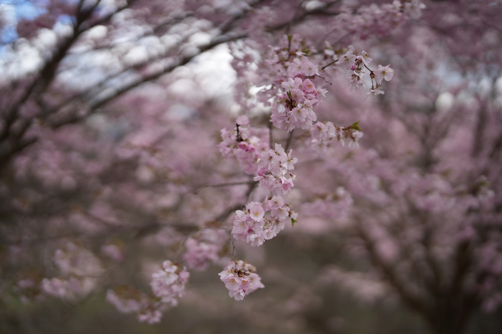 a tree filled with lots of pink flowers