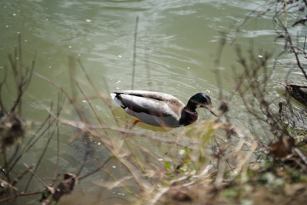 eine Ente, die auf einem Gewässer schwimmt