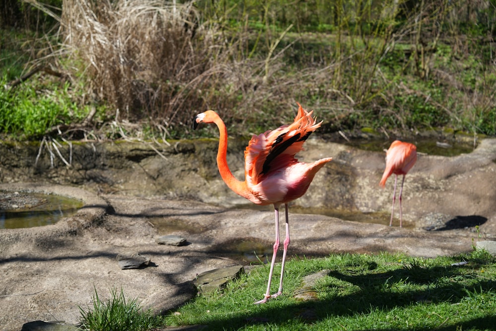 a flamingo standing in a grassy area next to a body of water