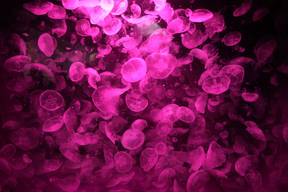 a bunch of pink jellyfish floating in the water