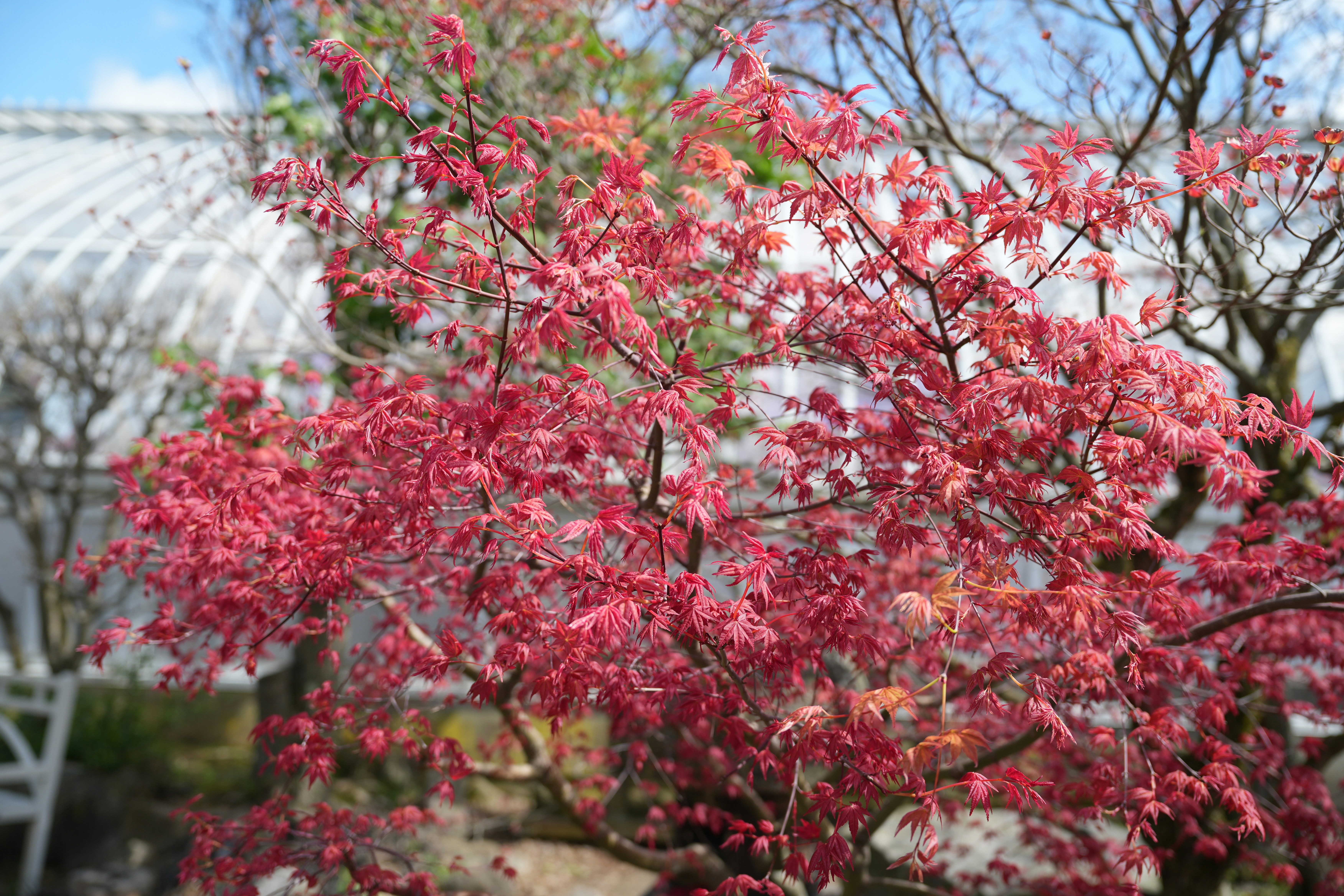 a tree with red leaves in front of a greenhouse