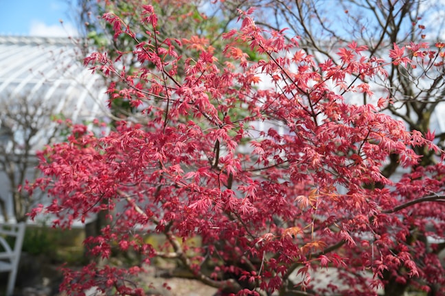a tree with red leaves in front of a greenhouse