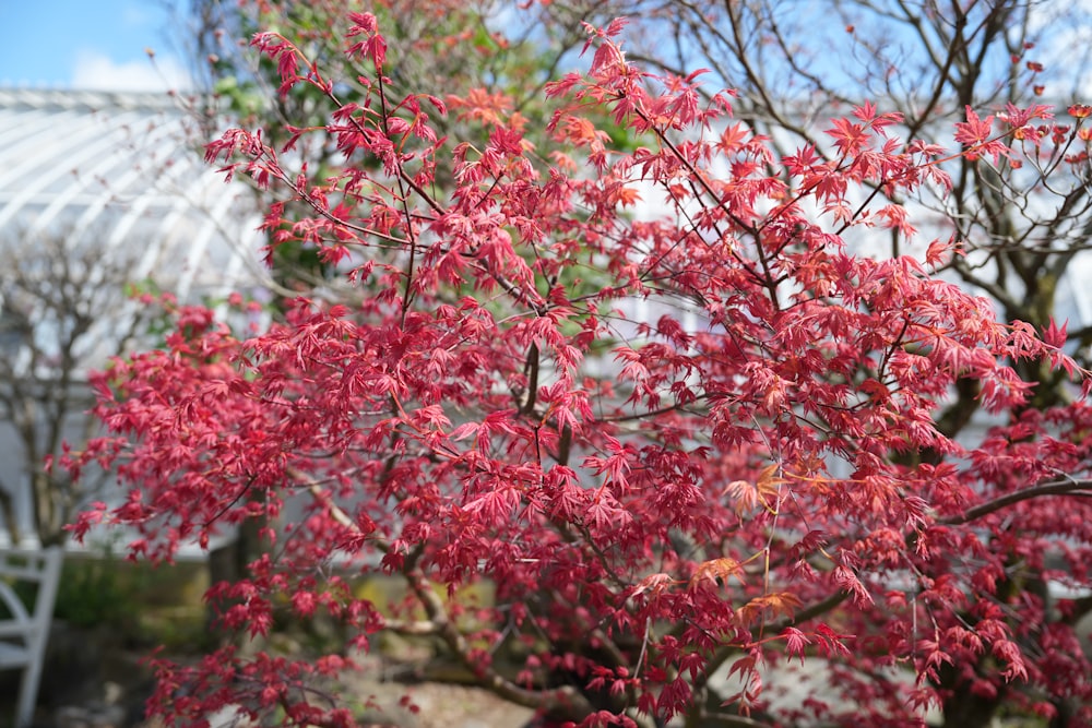 a tree with red leaves in front of a greenhouse