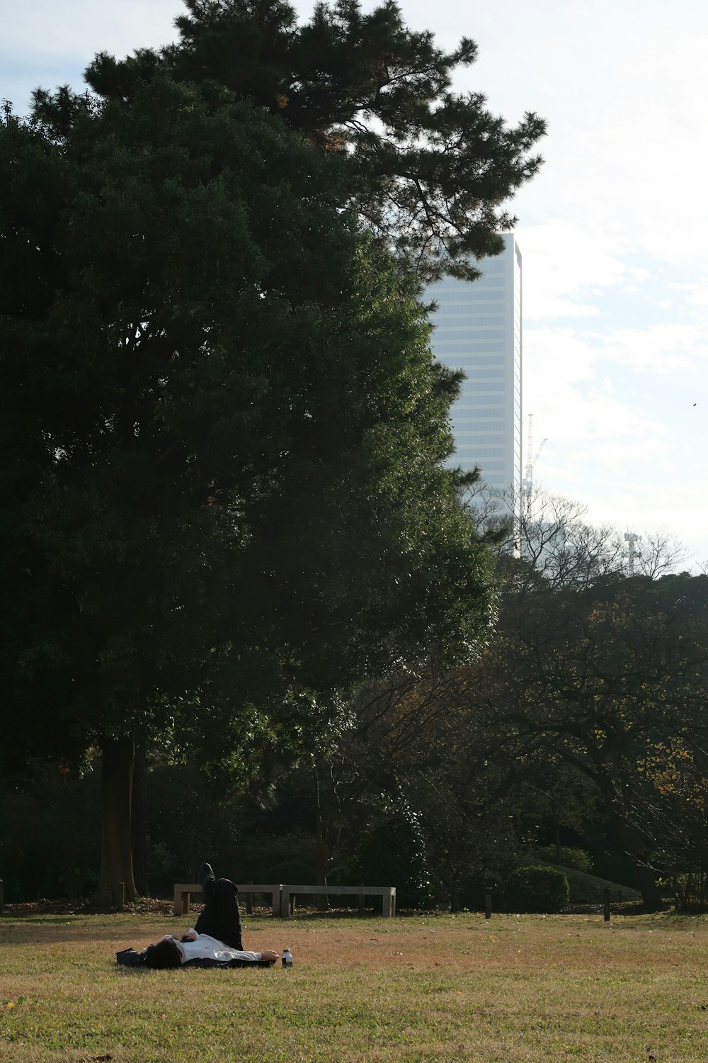 a person laying on the ground under a tree