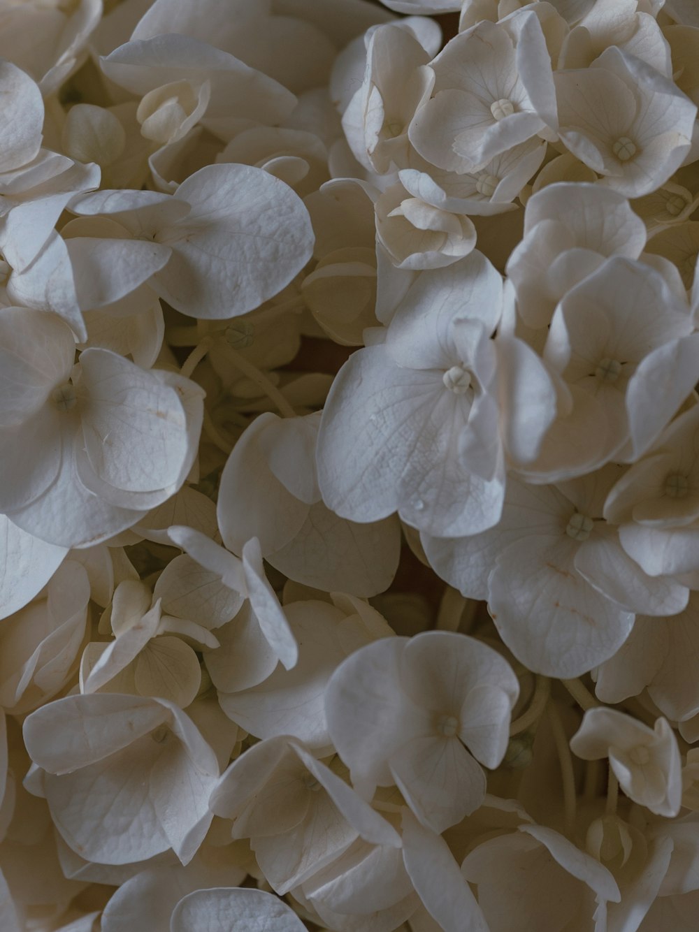 a bunch of white flowers that are next to each other