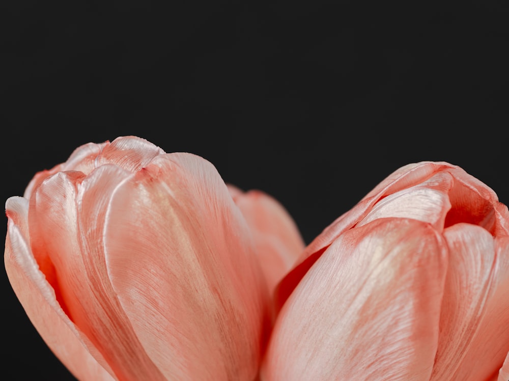 a close up of a pink flower on a black background