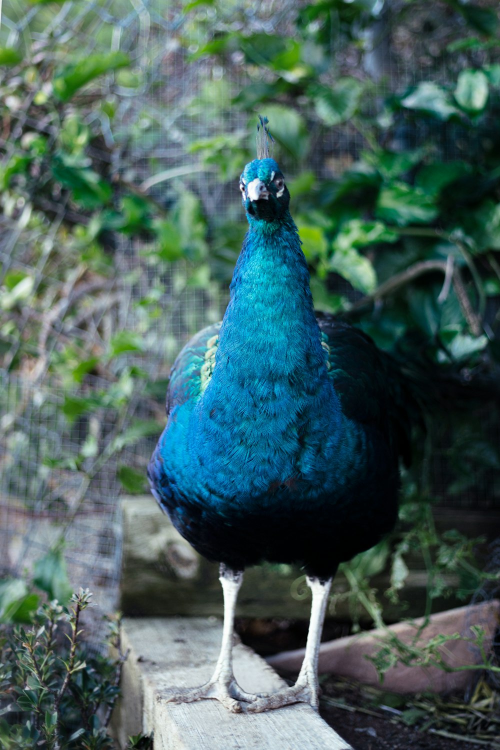 a peacock standing on a piece of wood