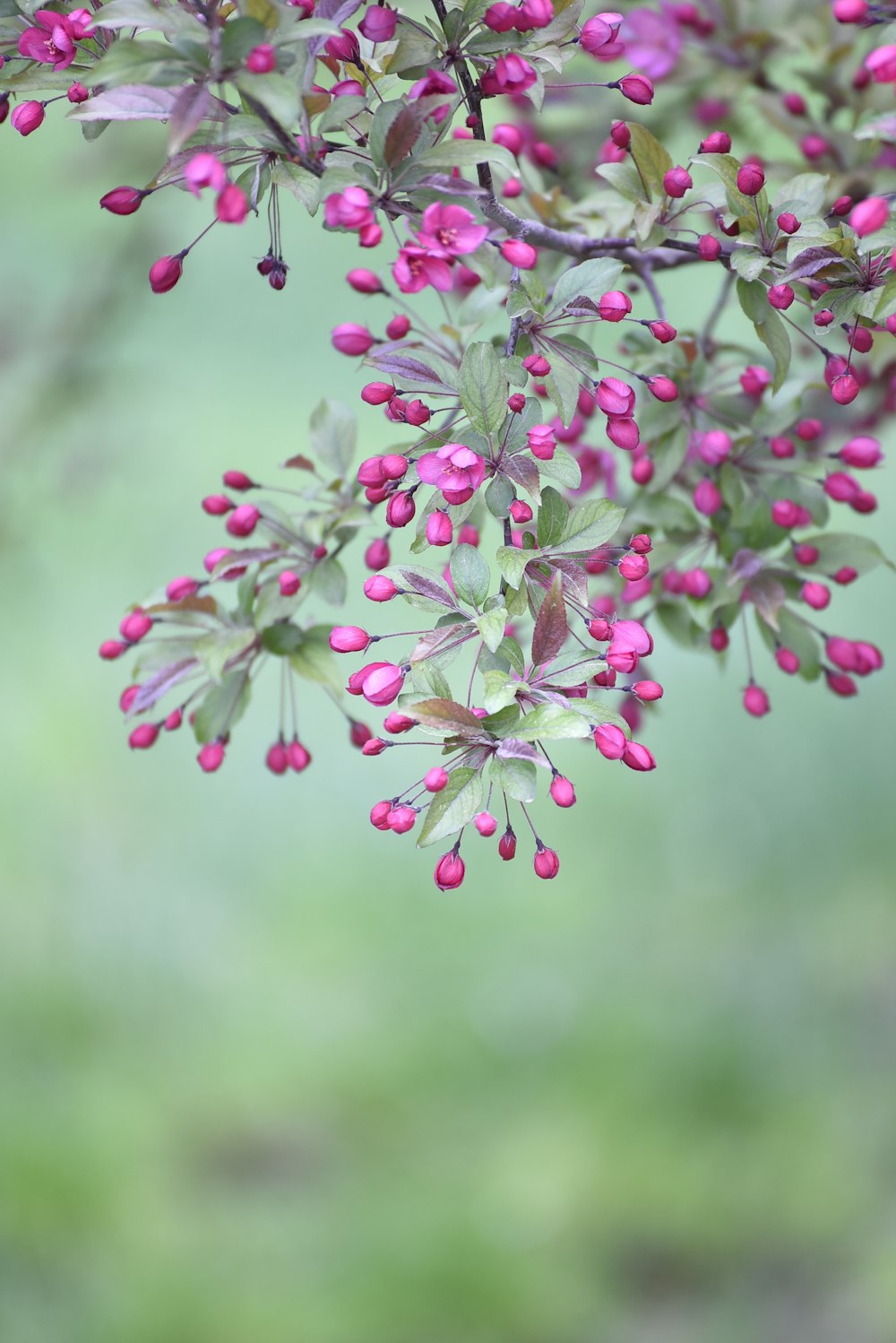 a bunch of small pink flowers on a tree