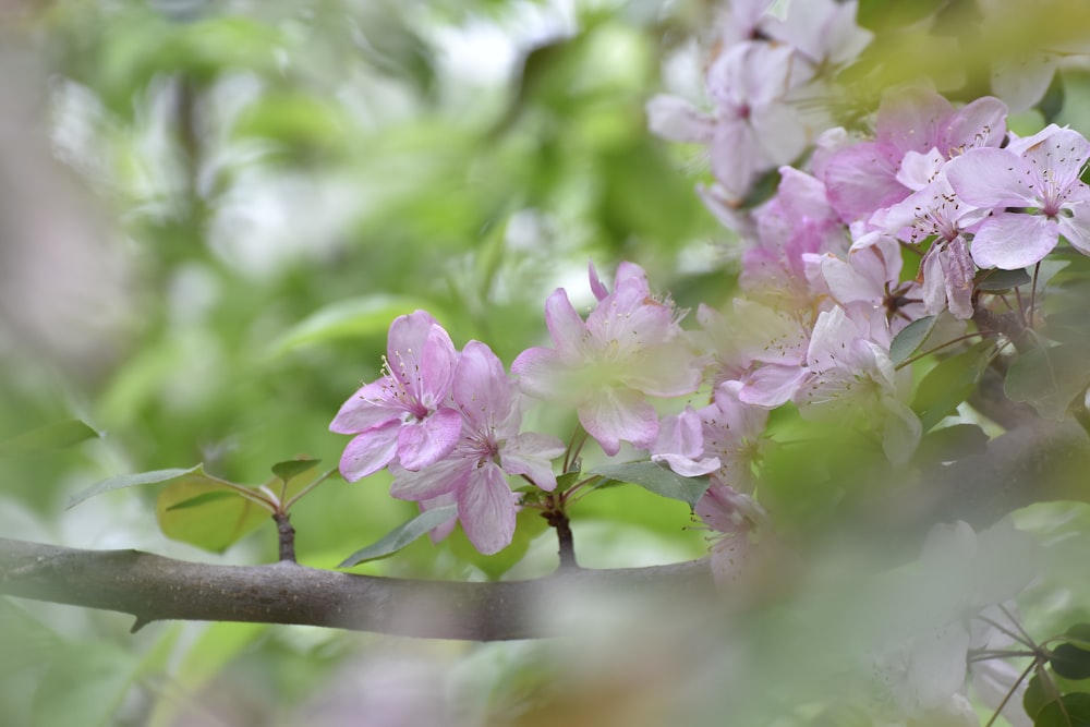 a branch of a tree with pink flowers