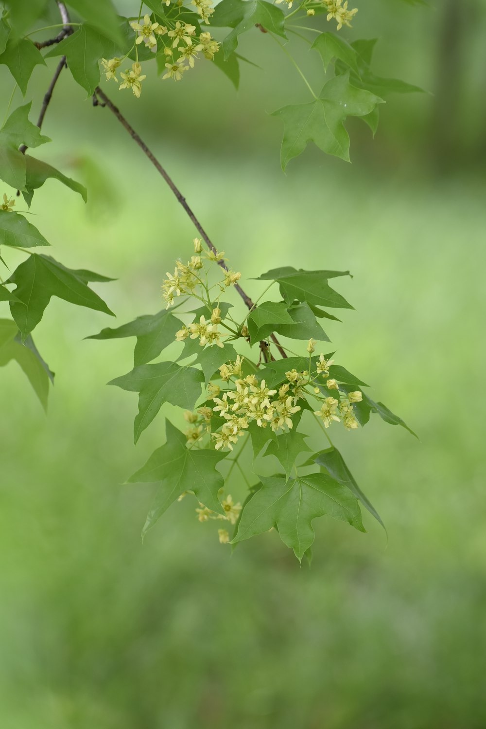 a branch of a tree with yellow flowers