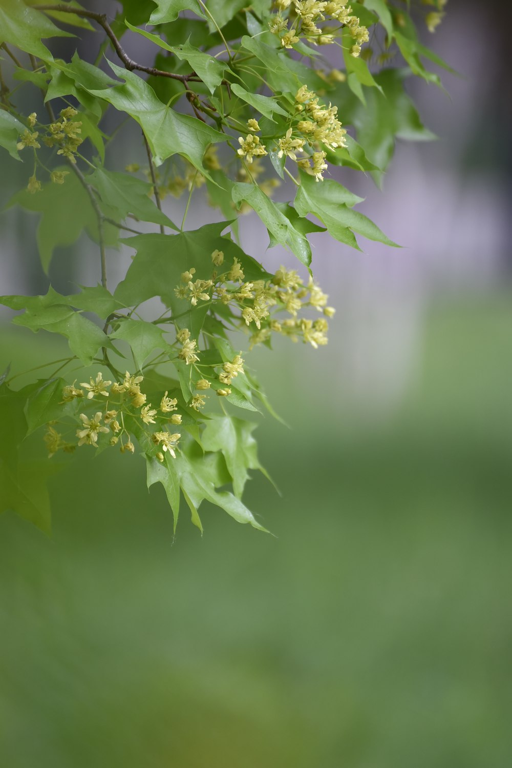 a branch of a tree with yellow flowers