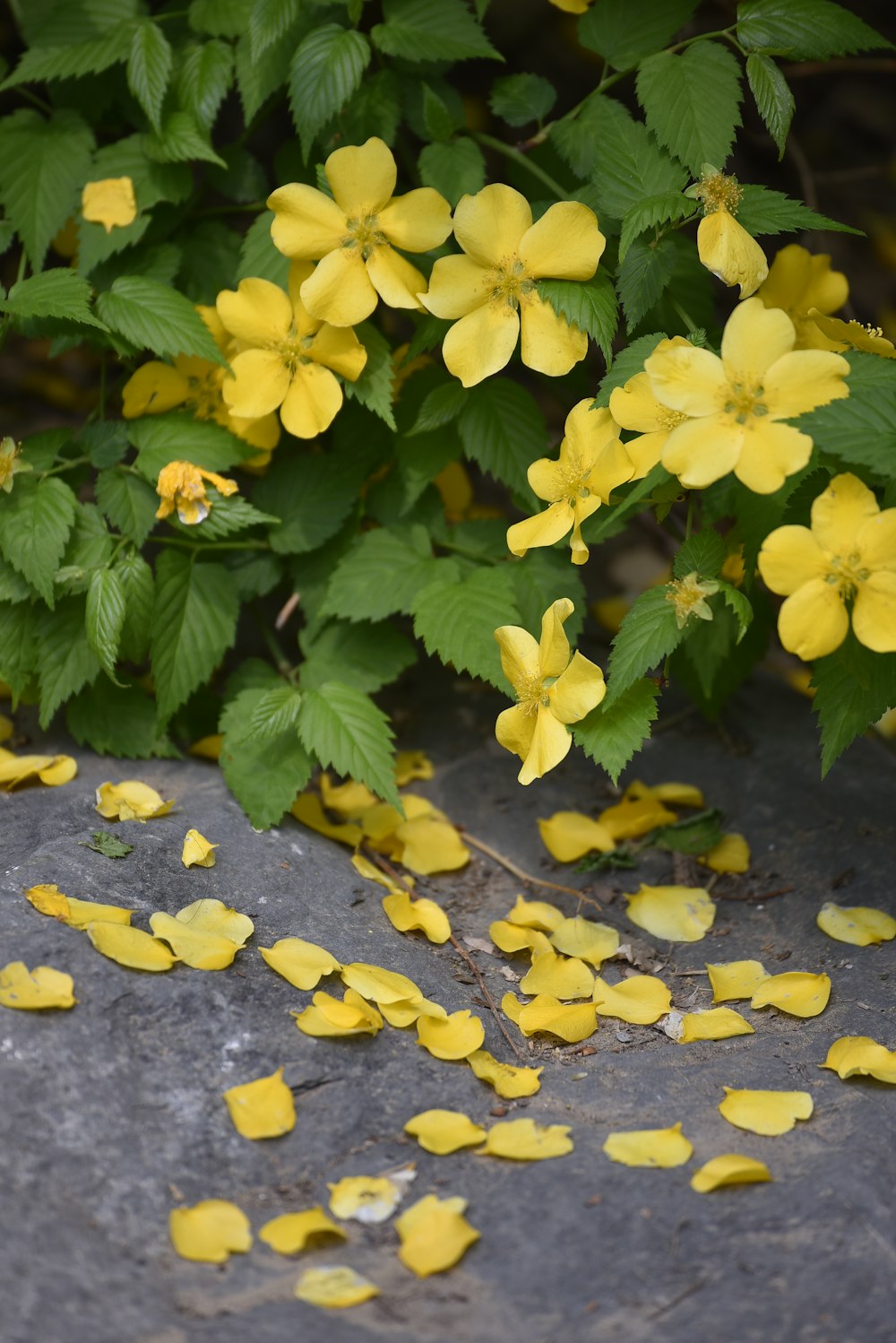 a bunch of yellow flowers that are on a rock