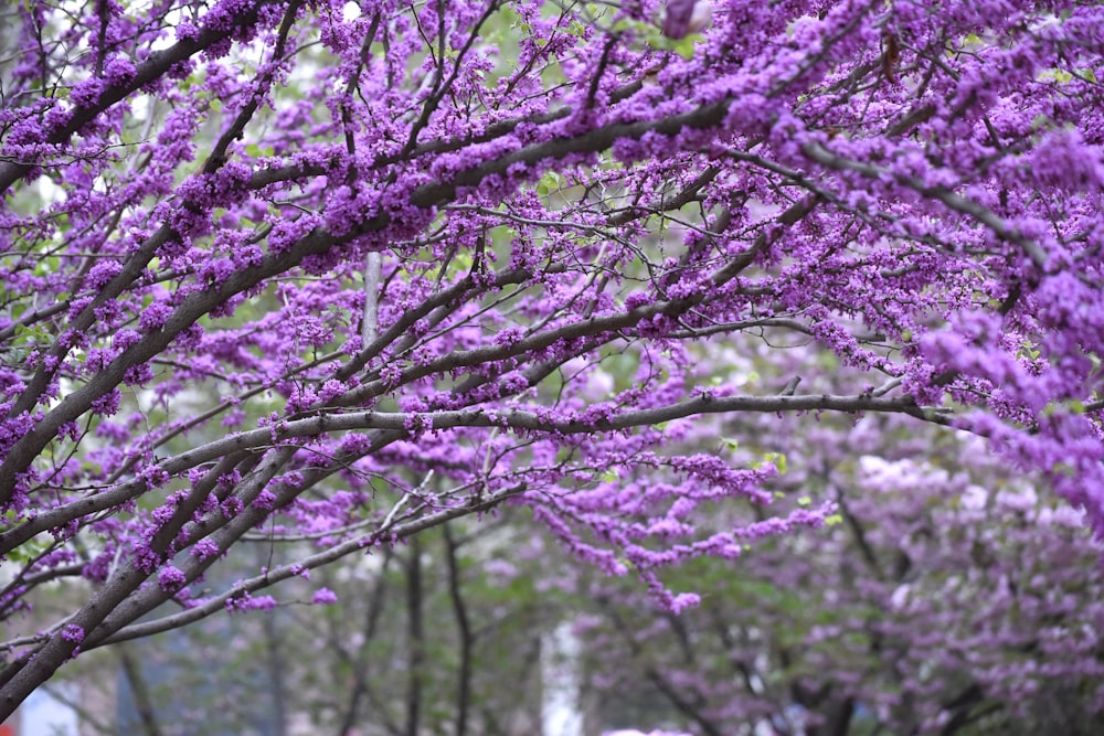 a tree with purple flowers in a park