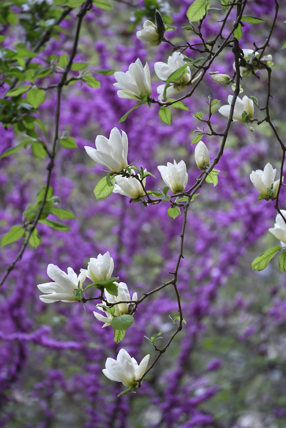 a bunch of flowers that are on a tree