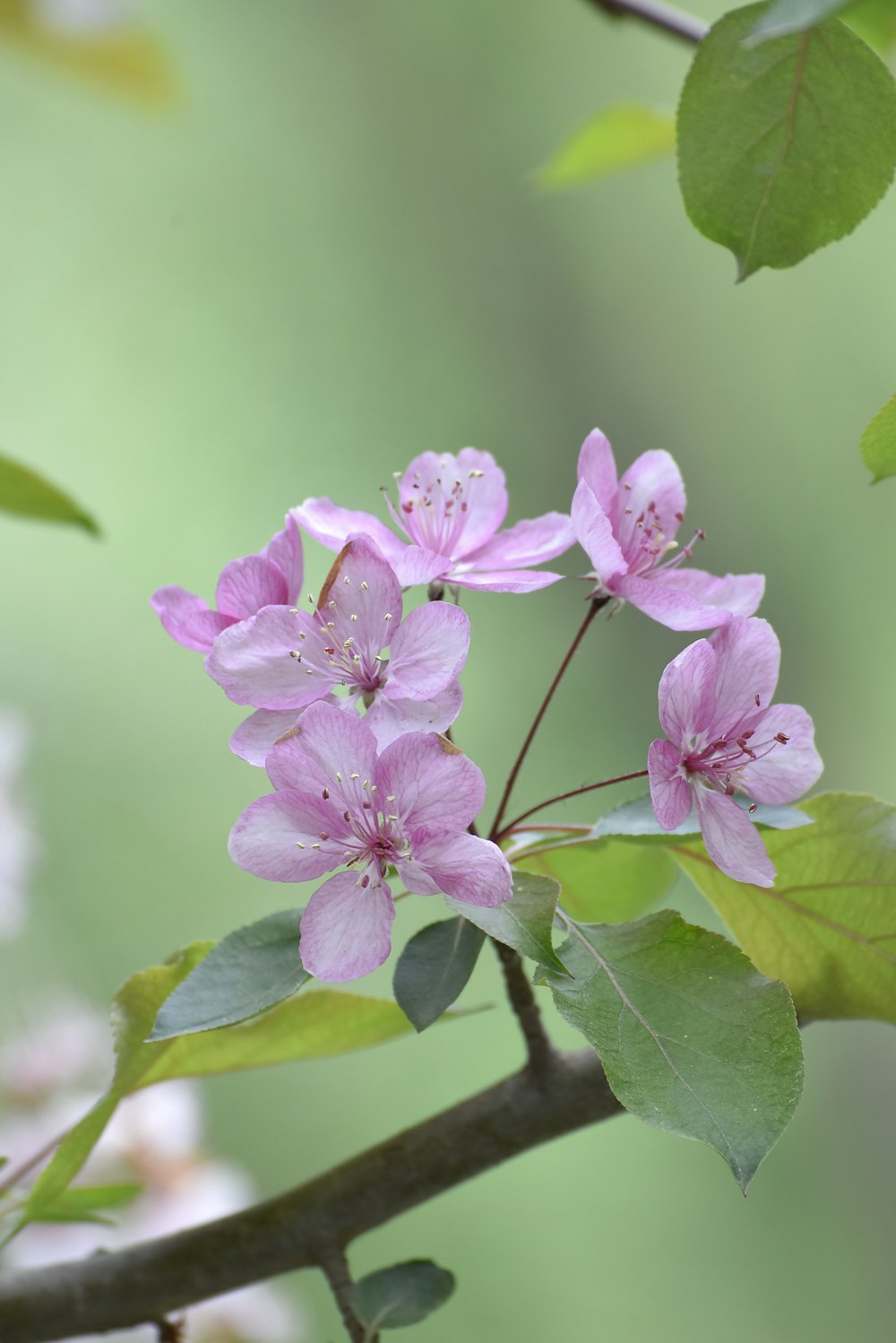 a branch with pink flowers and green leaves