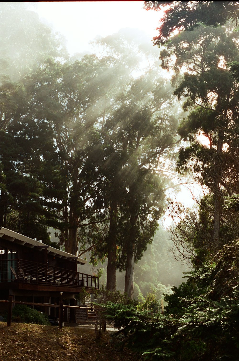 a cabin in the woods surrounded by trees