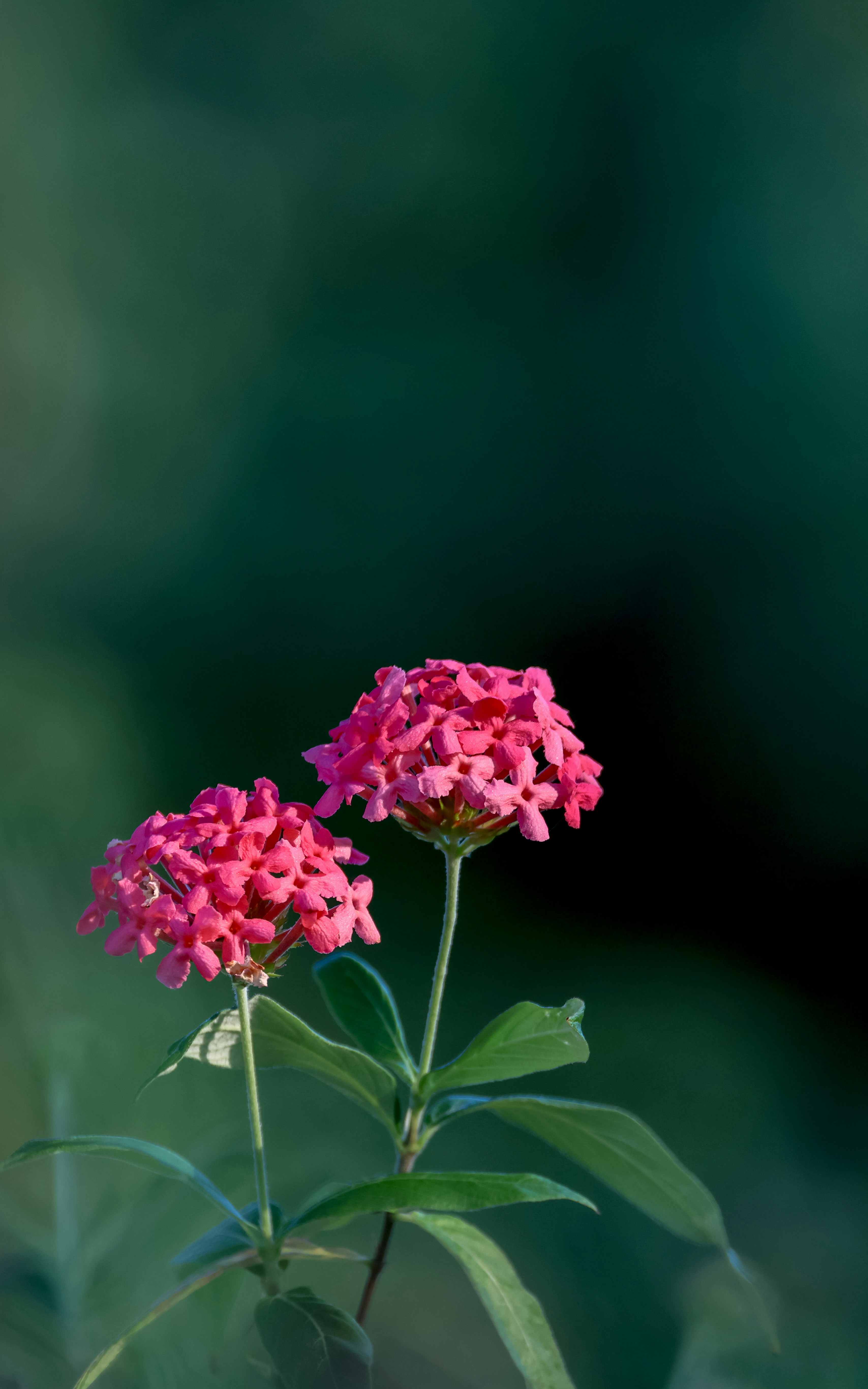 Photo by dickenslin76