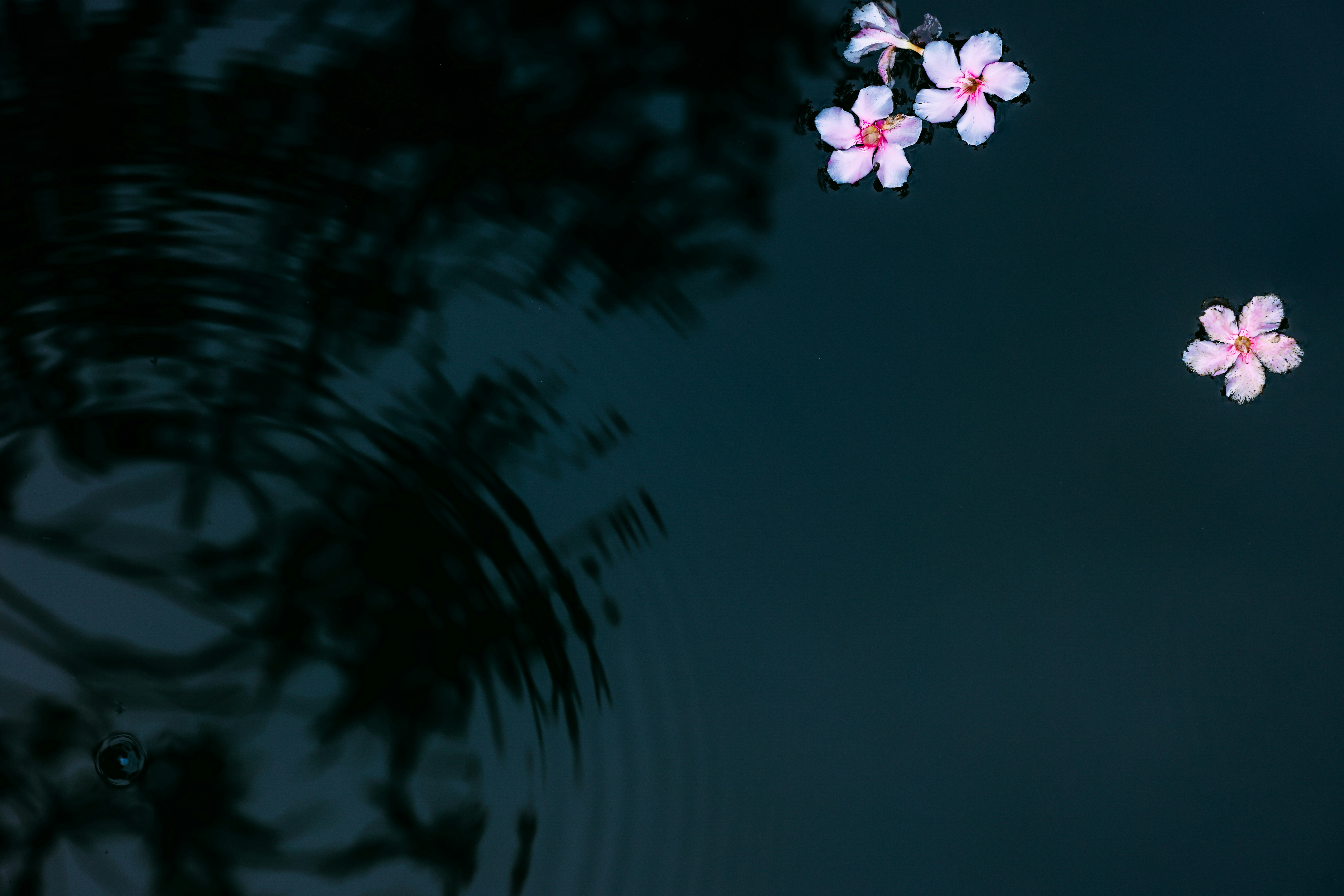 Photo by dickenslin76