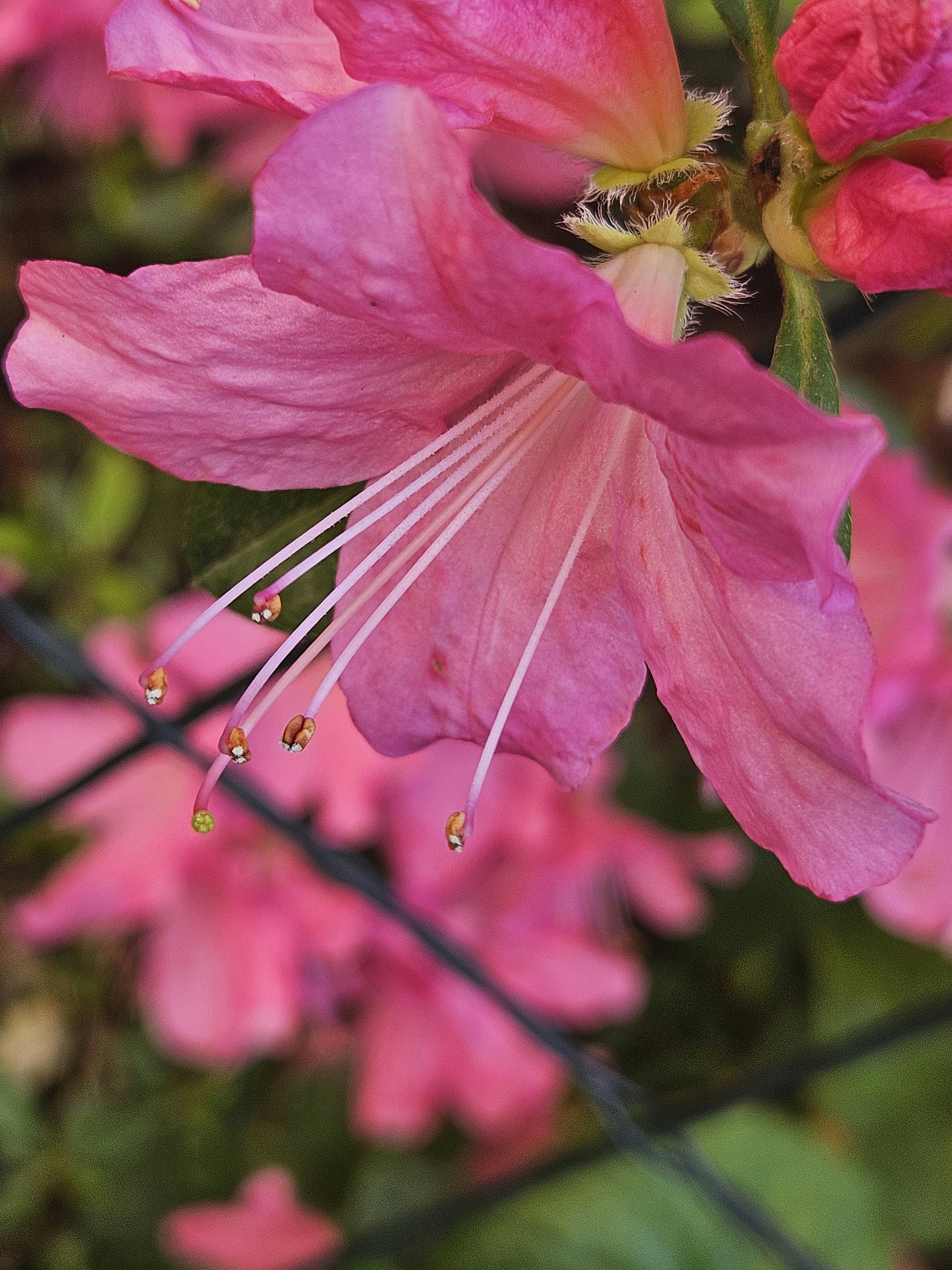 Photo by dilettadavolio