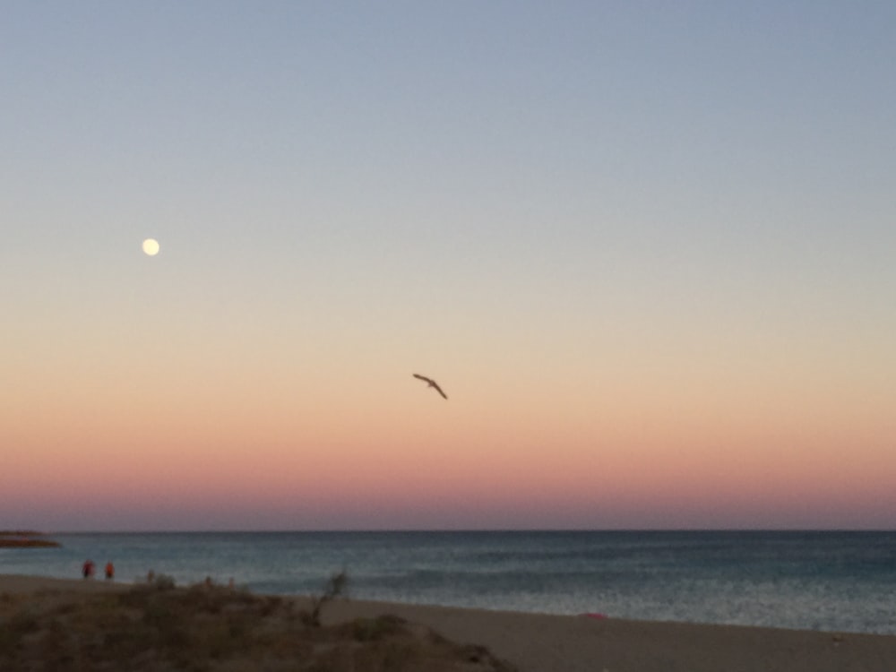 un uccello che vola sopra l'oceano al tramonto