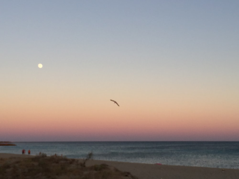 a bird flying over the ocean at sunset