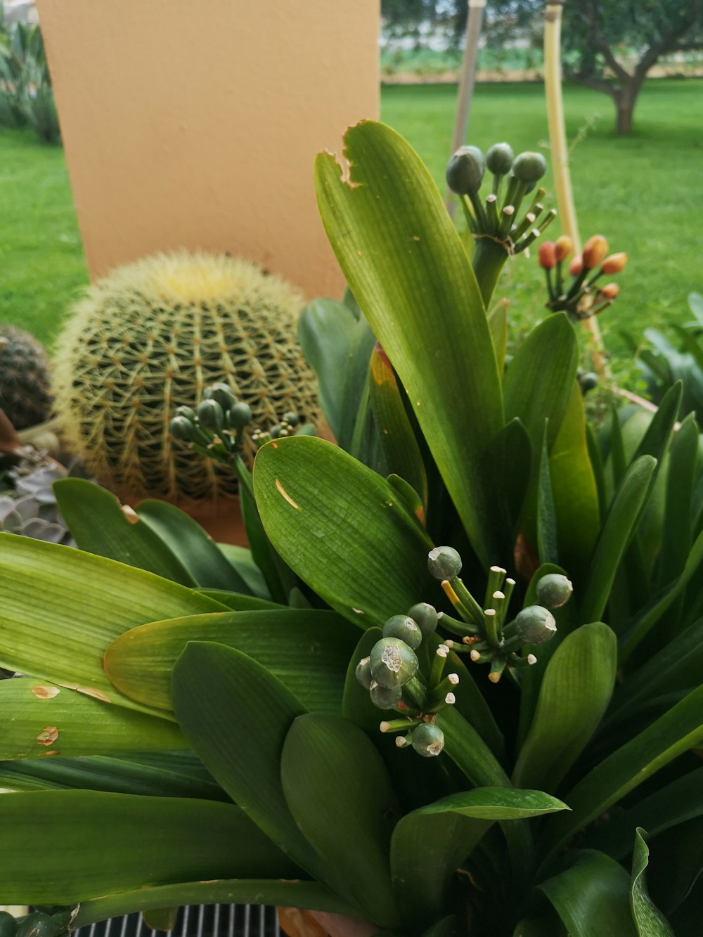 a close up of a plant in a pot on a table