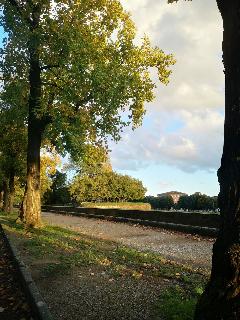 una panchina seduta accanto a un albero in un parco